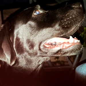 Venčíme sa do noci